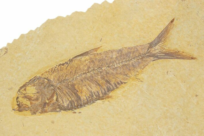 Detailed Fossil Fish (Knightia) - Wyoming #373709